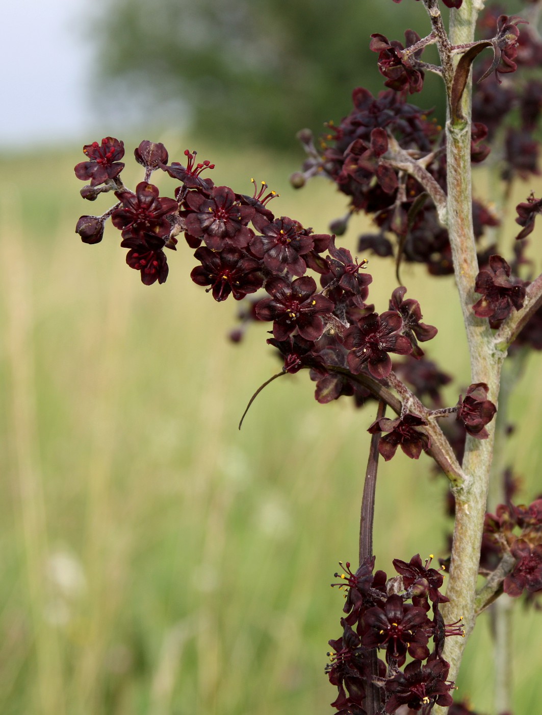 Изображение особи Veratrum nigrum.