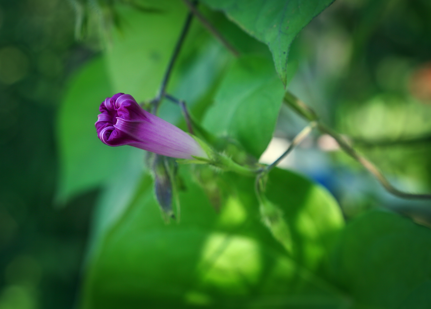 Image of Ipomoea purpurea specimen.