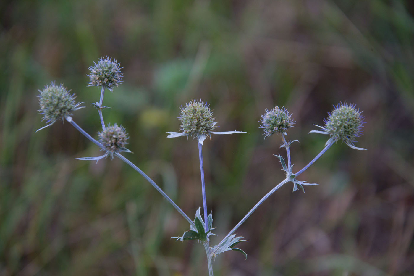 Изображение особи Eryngium planum.