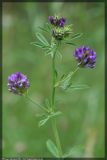 Medicago sativa