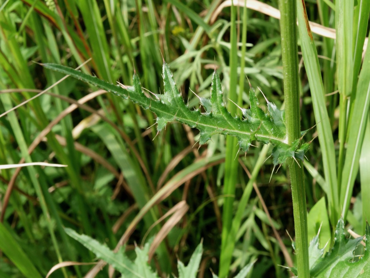 Изображение особи Cirsium maackii.