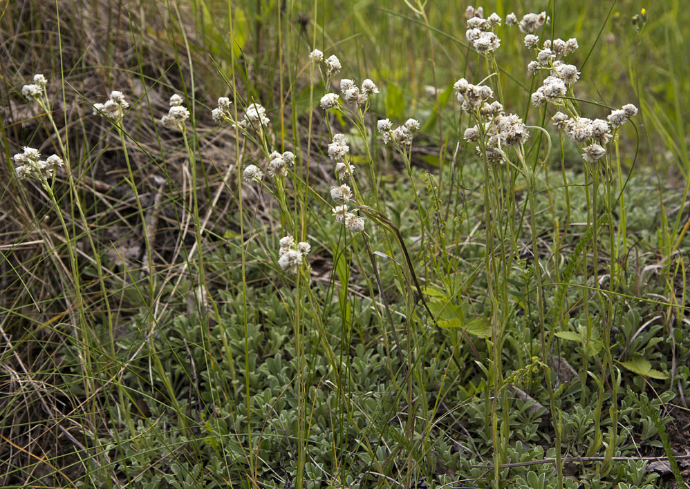 Изображение особи Antennaria dioica.