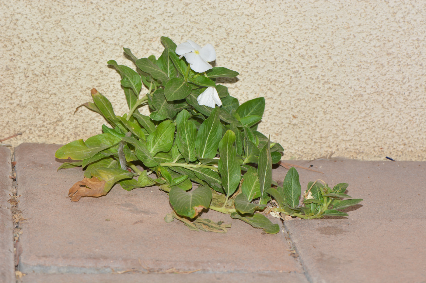 Изображение особи Catharanthus roseus.