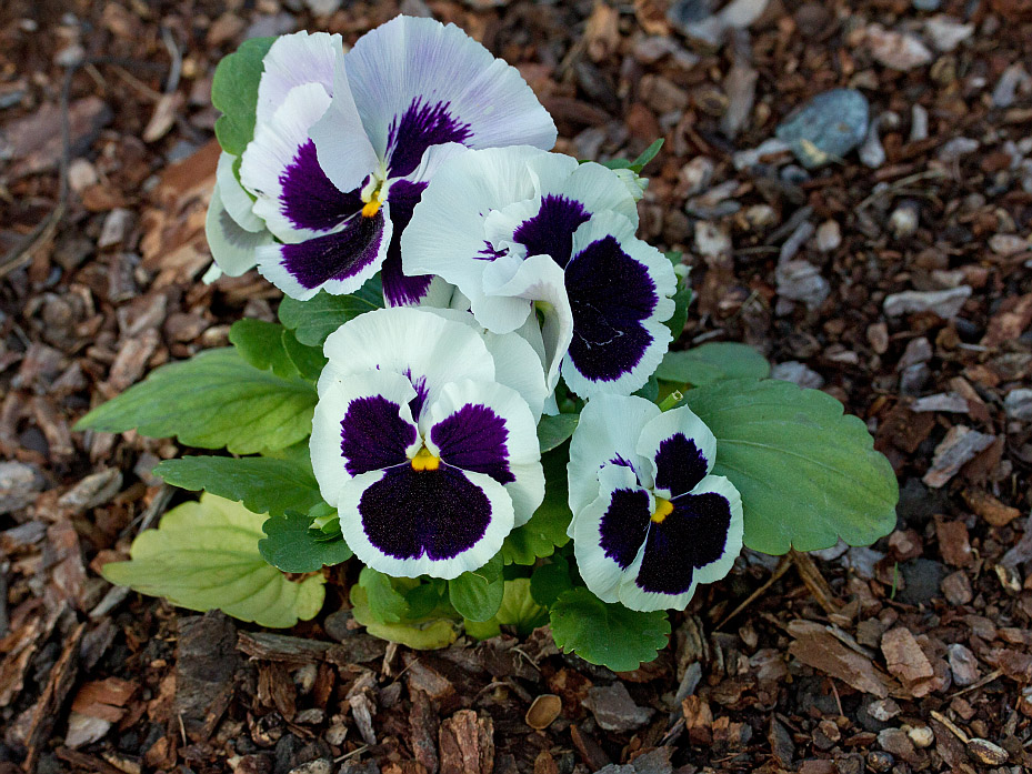 Image of Viola wittrockiana specimen.