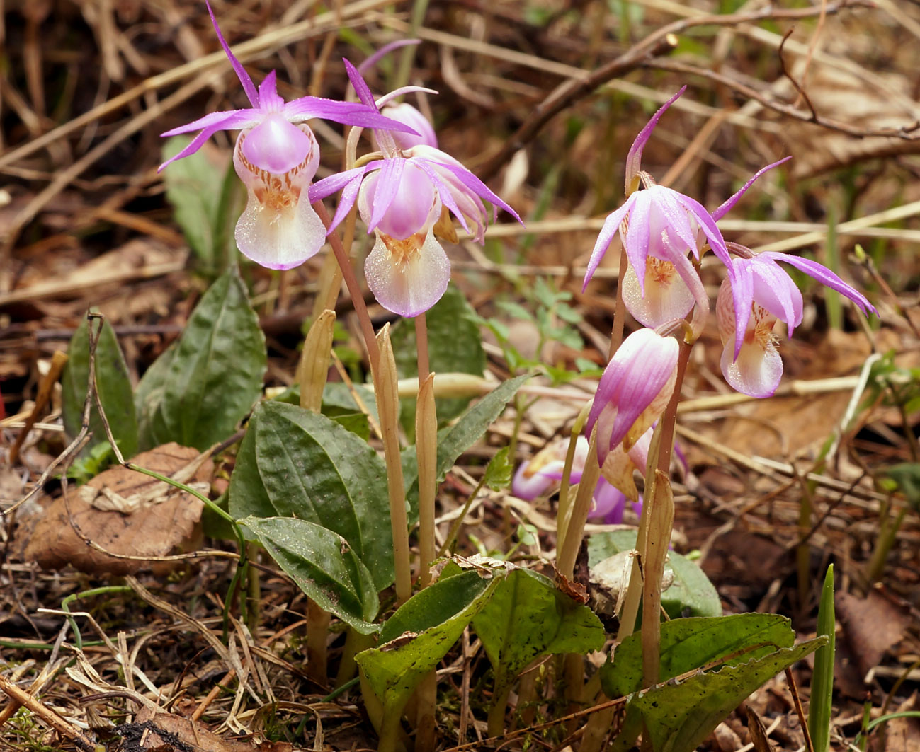 Image of Calypso bulbosa specimen.