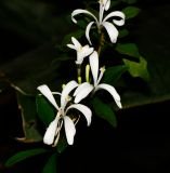 Turraea obtusifolia
