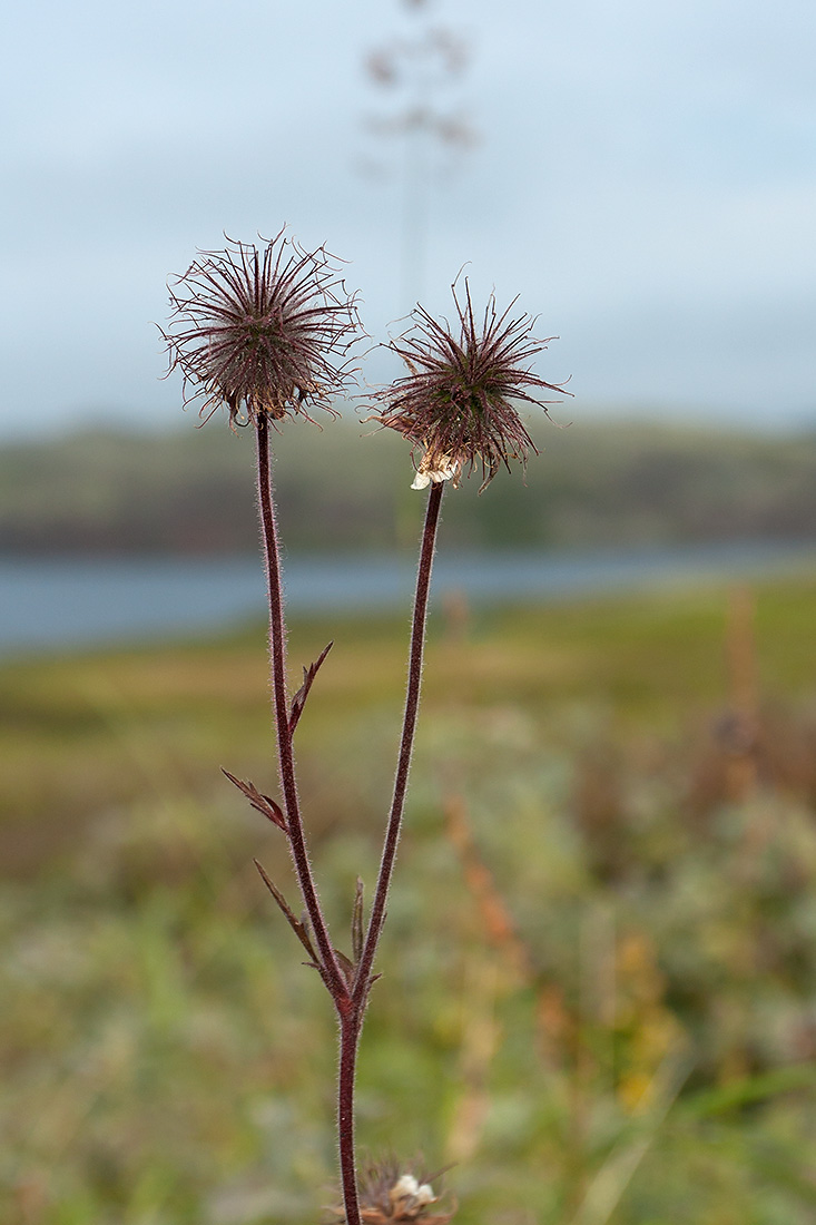 Image of Geum rivale specimen.