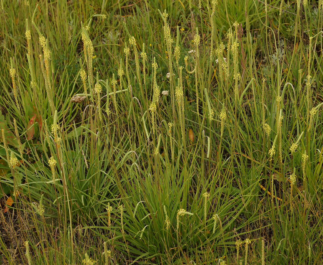 Изображение особи Plantago salsa.