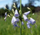 Adenophora verticillata. Часть соцветия. Амурская обл., Бурейский р-н, окр. с. Малиновка, правый берег р. Бурея. 17.07.2016.