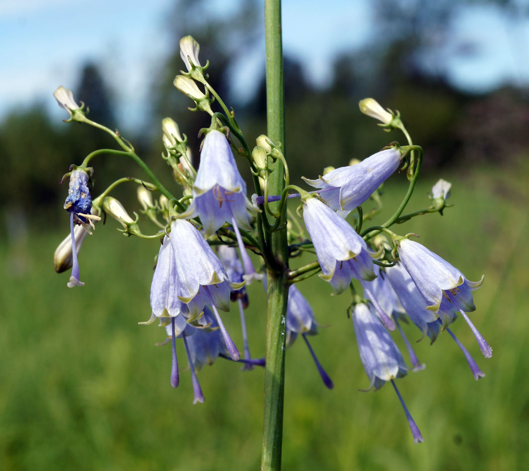 Изображение особи Adenophora verticillata.