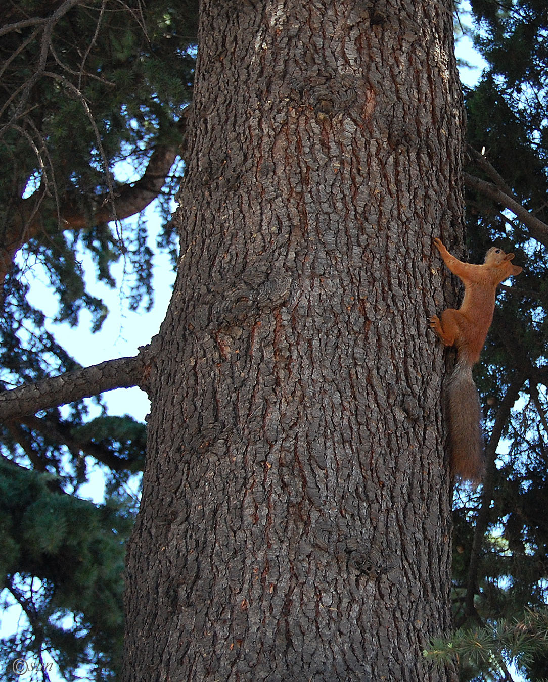 Image of Cedrus deodara specimen.