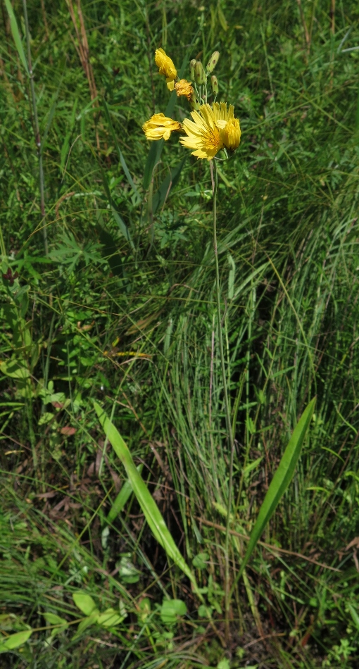 Изображение особи Hieracium hololeion.