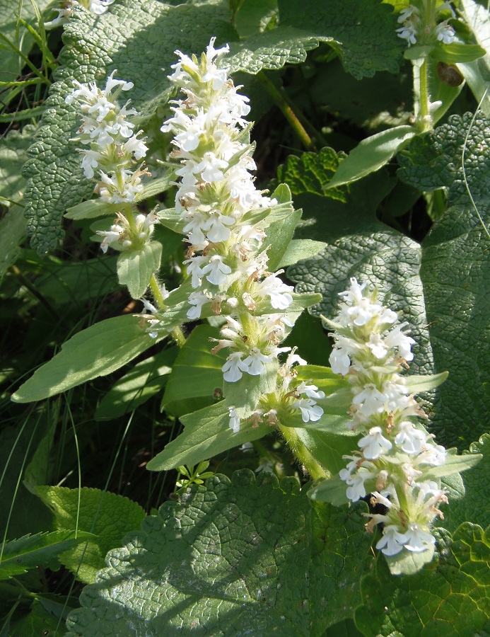 Image of Ajuga genevensis specimen.