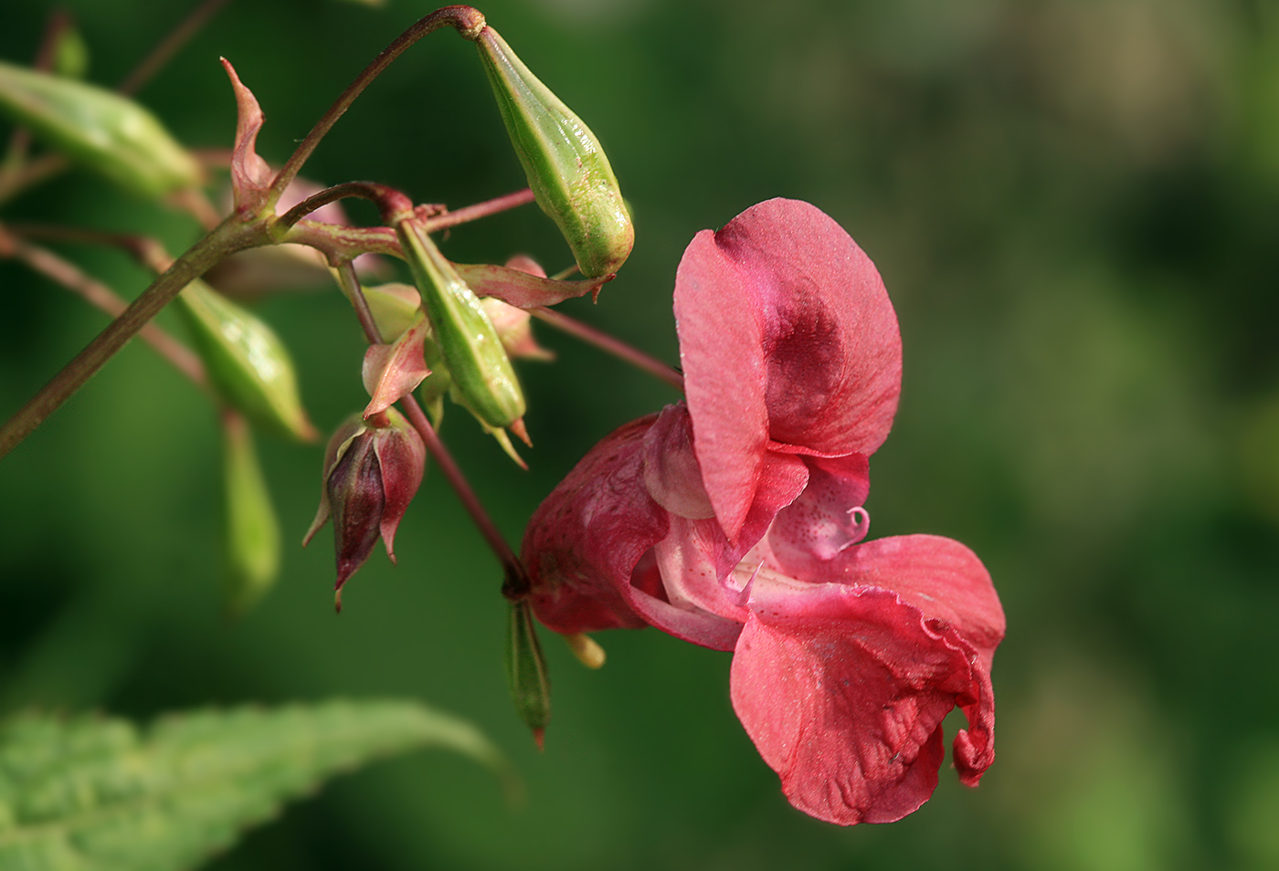 Изображение особи Impatiens glandulifera.