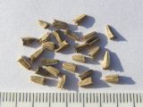 Image of taxon representative. Author is Сергей Банкетов