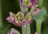 Salvia nemorosa. Незрелые плоды. Молдова, Криулянский р-н, окр. с. Бутучены. 14.06.2015.