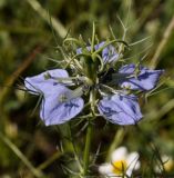 Nigella damascena