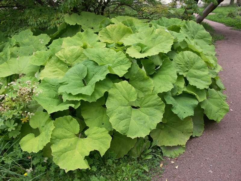 Image of Petasites albus specimen.
