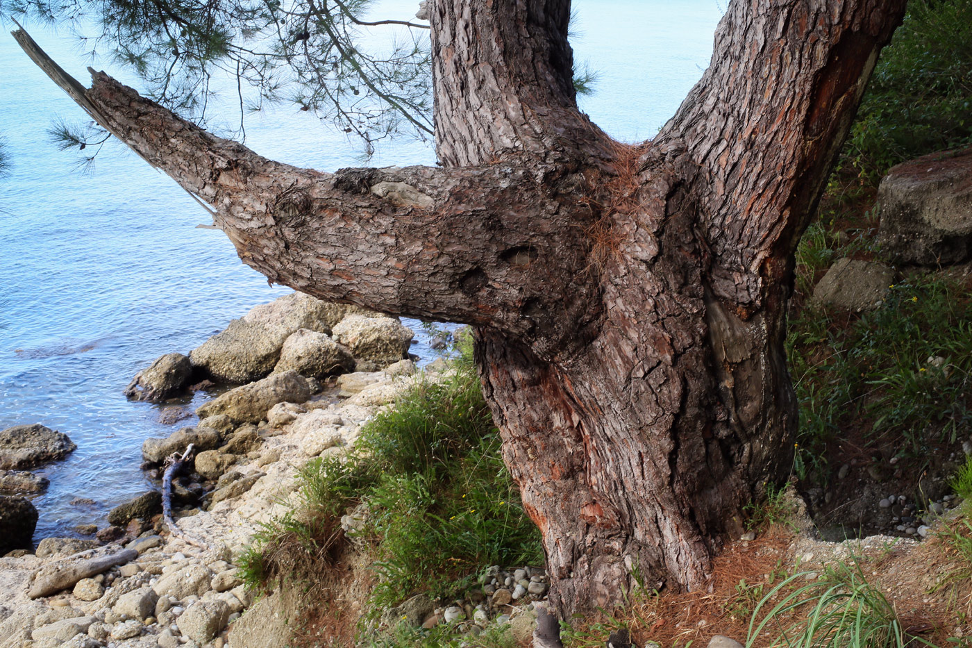 Image of Pinus pityusa specimen.