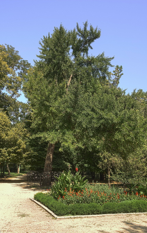 Image of Ginkgo biloba specimen.