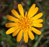 Tragopogon orientalis