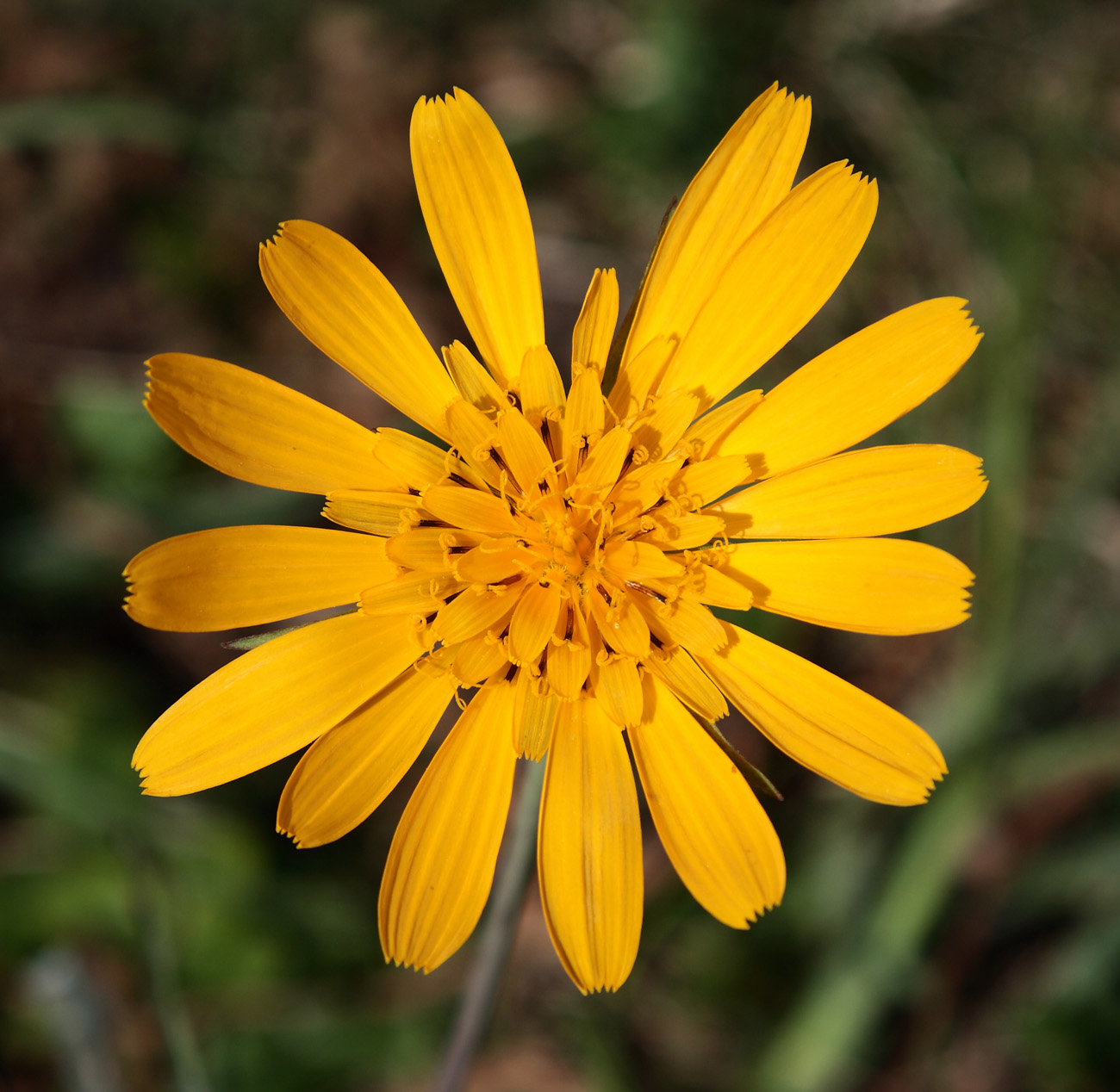 Изображение особи Tragopogon orientalis.