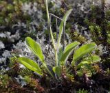 Hieracium subflexicaule