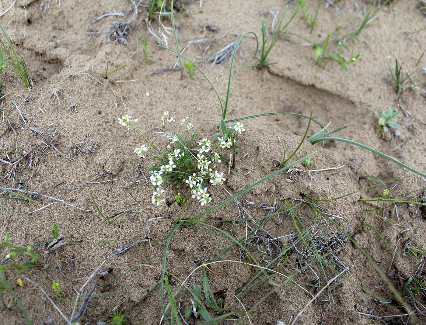 Image of Streptoloma desertorum specimen.