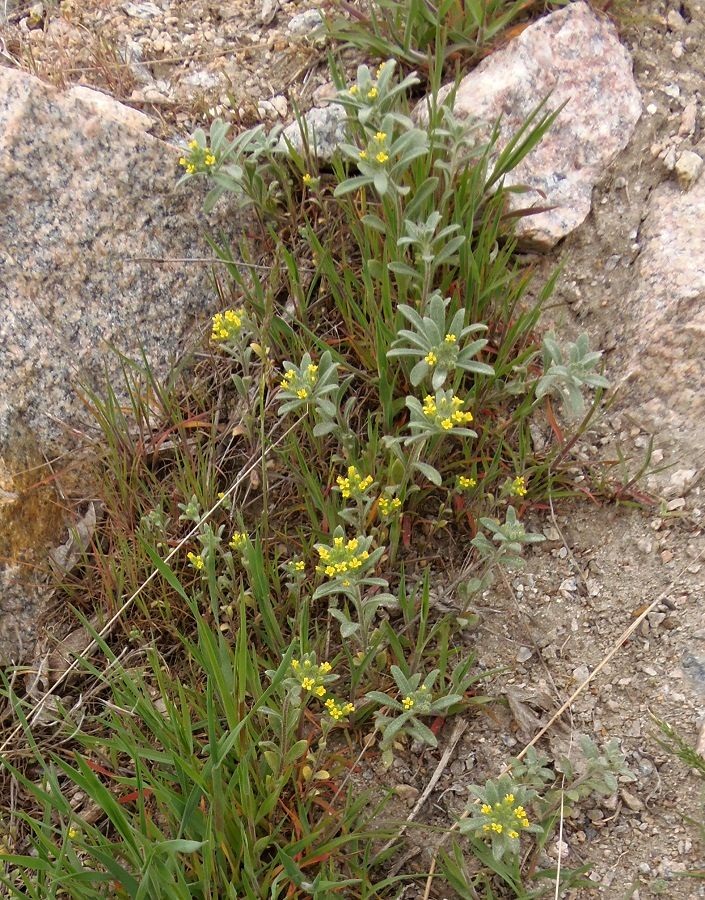 Изображение особи род Alyssum.