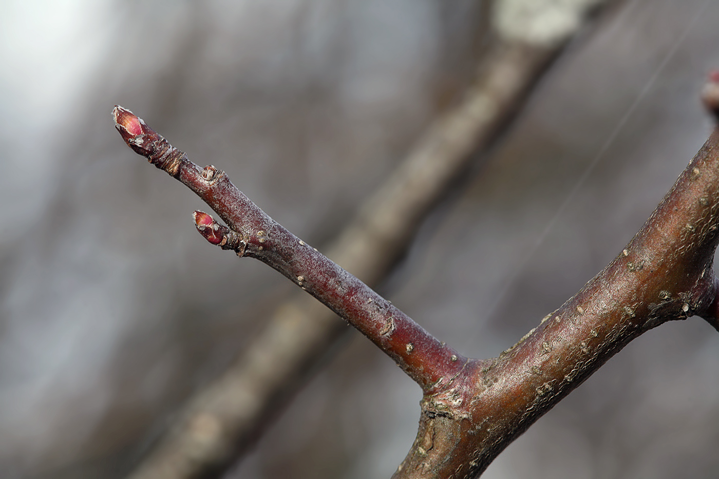 Изображение особи Malus prunifolia.