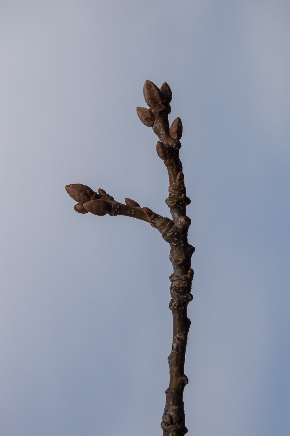 Изображение особи Quercus robur.