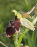 Ophrys mammosa subspecies caucasica. Цветок. Краснодарский край, м/о г. Новороссийск, гора Колдун, опушка дубового леса. 6 мая 2017 г.