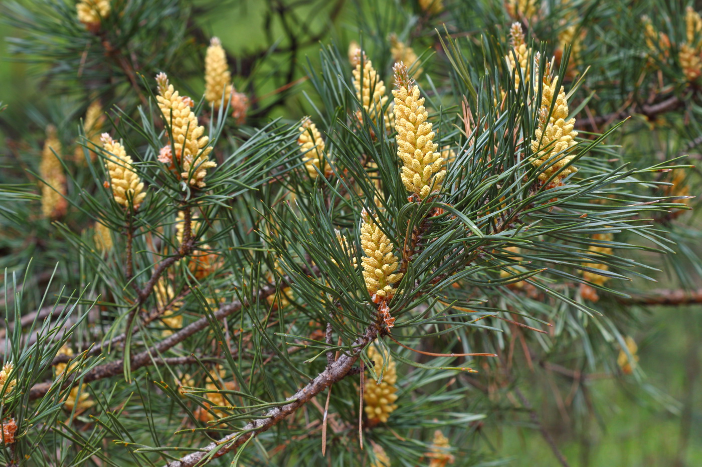 Image of Pinus sylvestris specimen.
