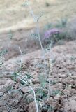 род Astragalus