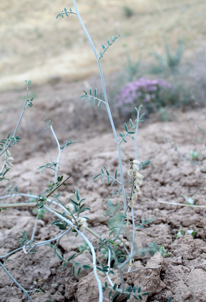 Изображение особи род Astragalus.