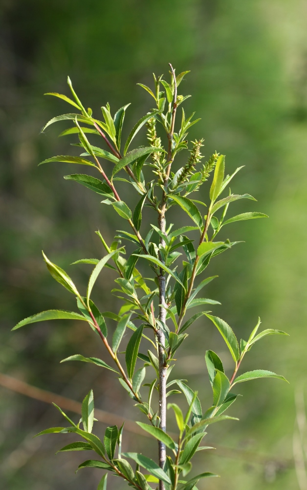 Изображение особи Salix nipponica.
