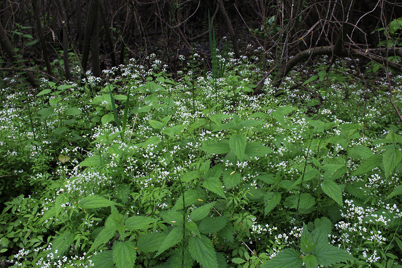 Изображение особи Cardamine amara.