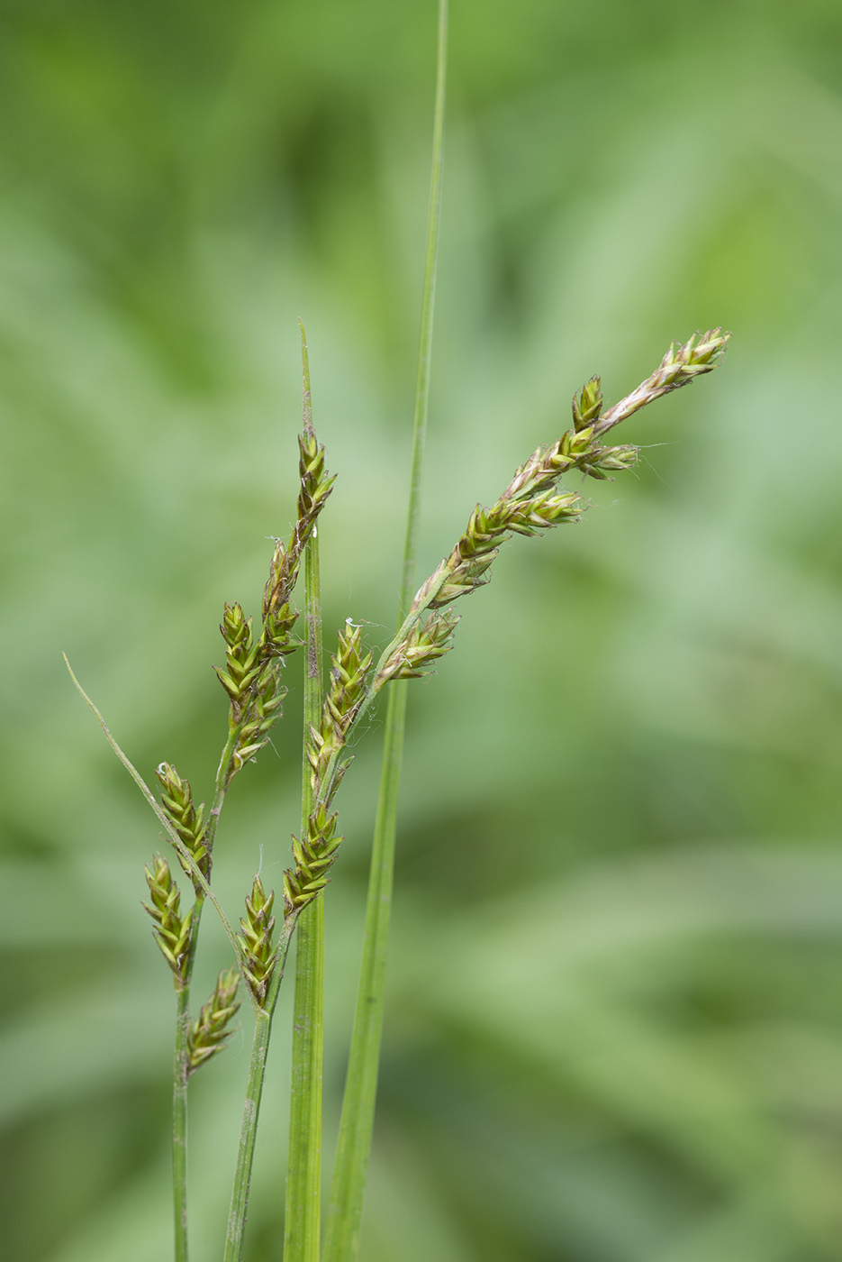 Изображение особи Carex elongata.