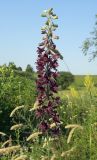 Delphinium puniceum