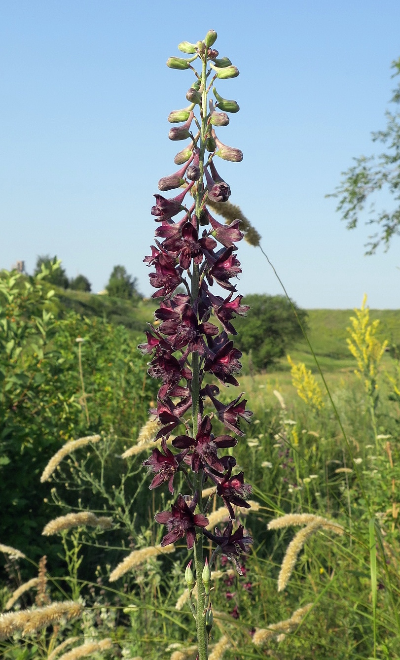 Изображение особи Delphinium puniceum.