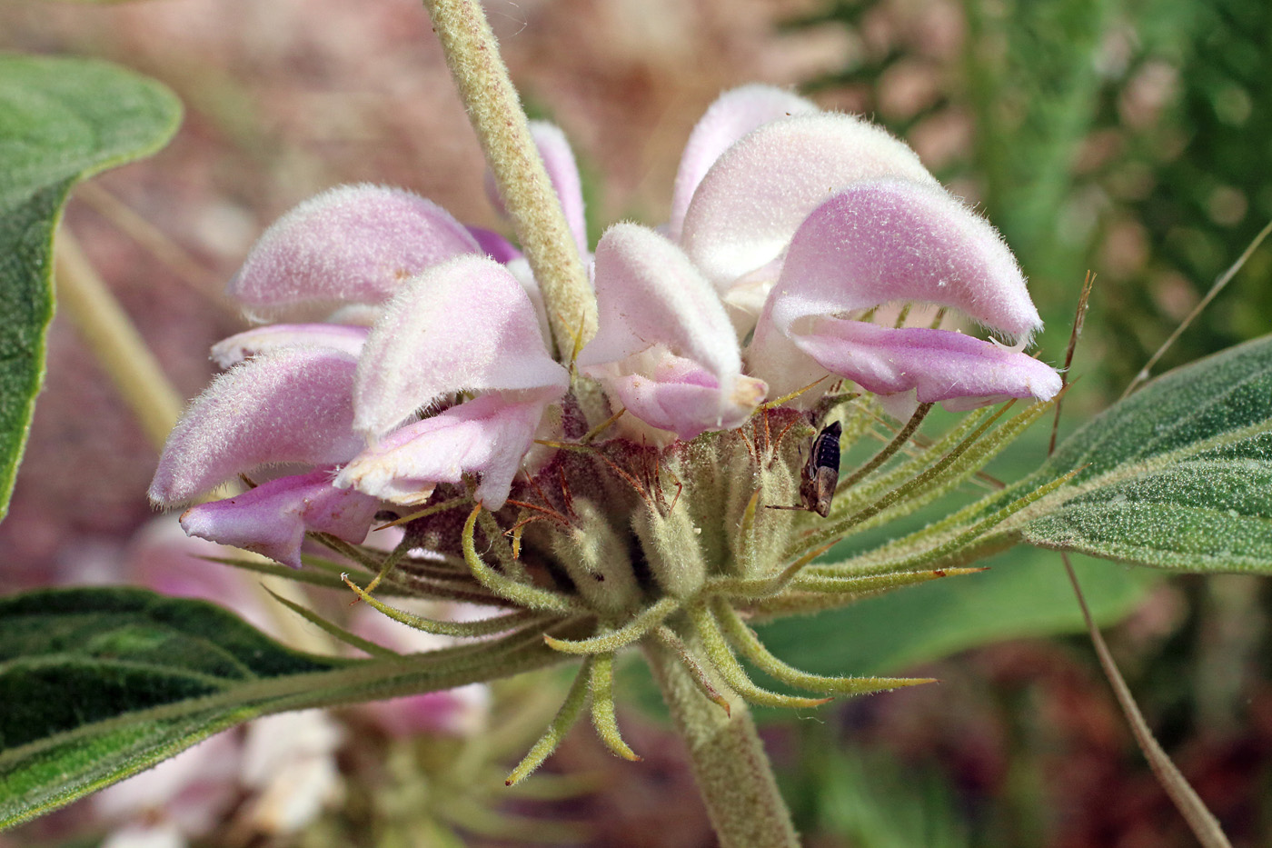 Изображение особи Phlomis sewerzowii.