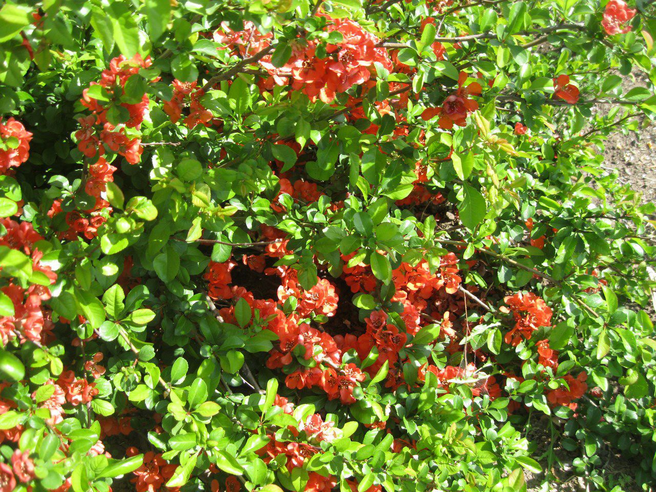 Image of Chaenomeles japonica specimen.