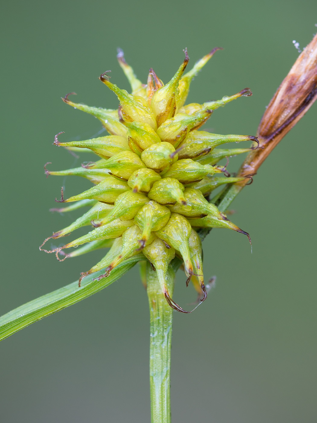 Изображение особи Carex flava.