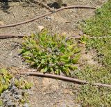 Glottiphyllum linguiforme