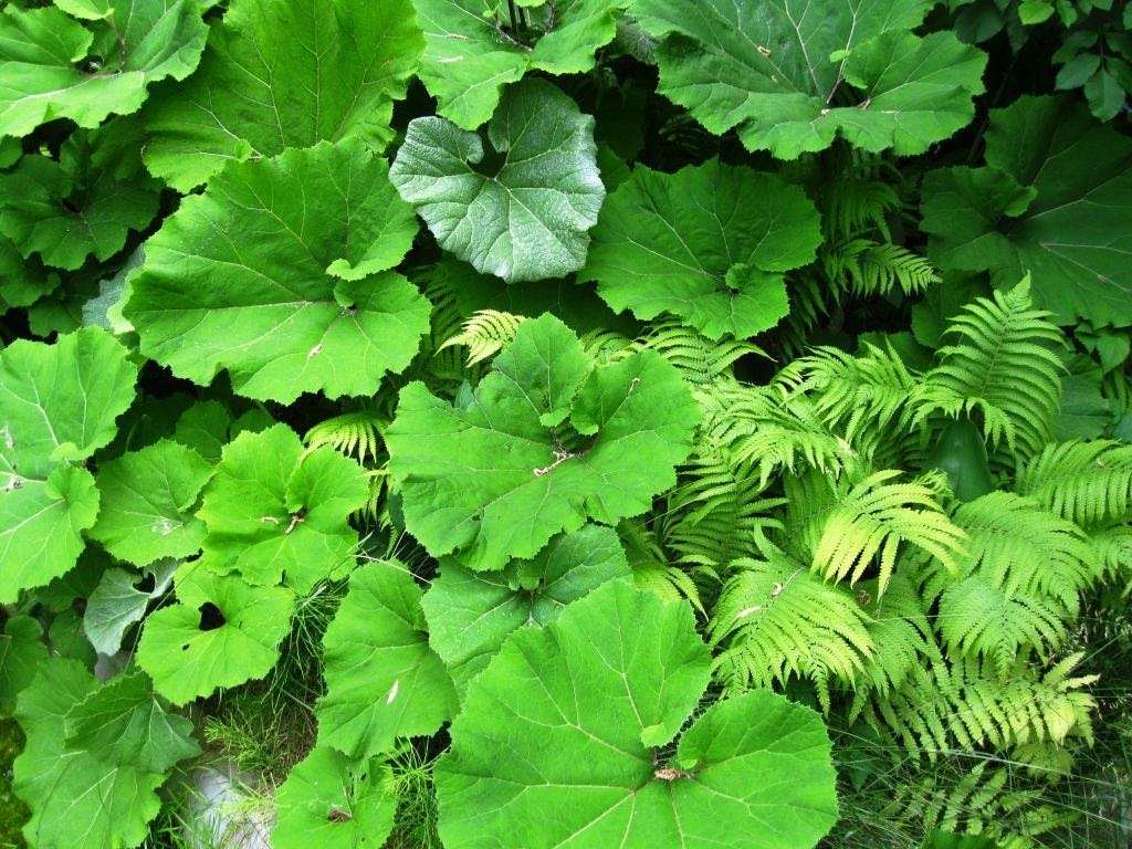 Image of Petasites hybridus specimen.