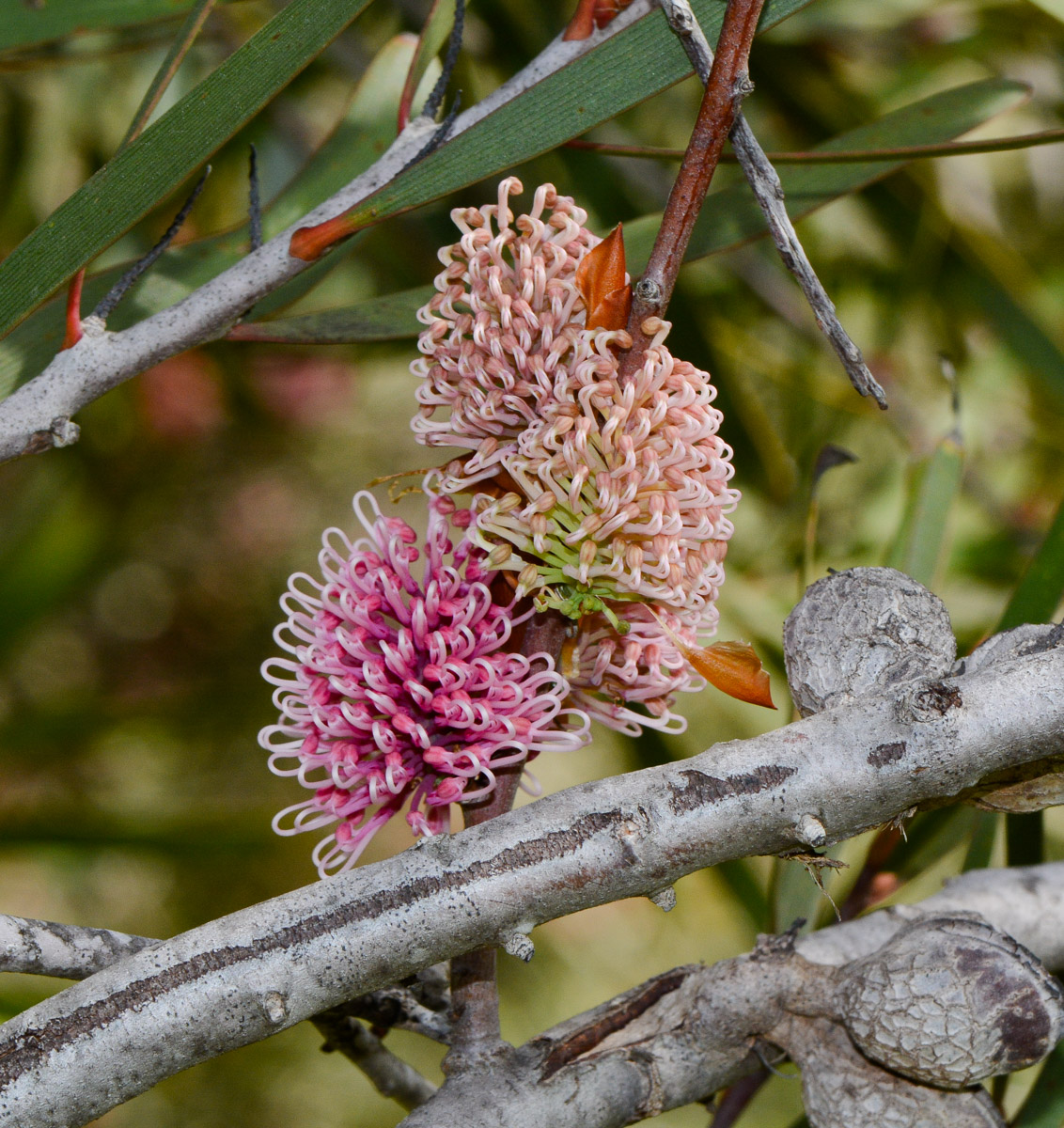Image of Hakea multilineata specimen.