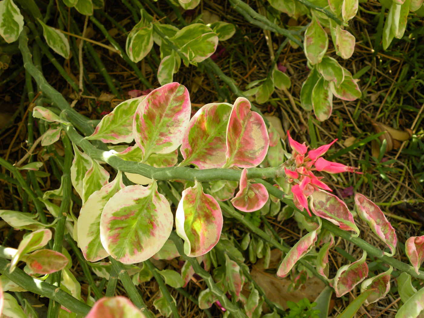 Изображение особи Euphorbia tithymaloides.