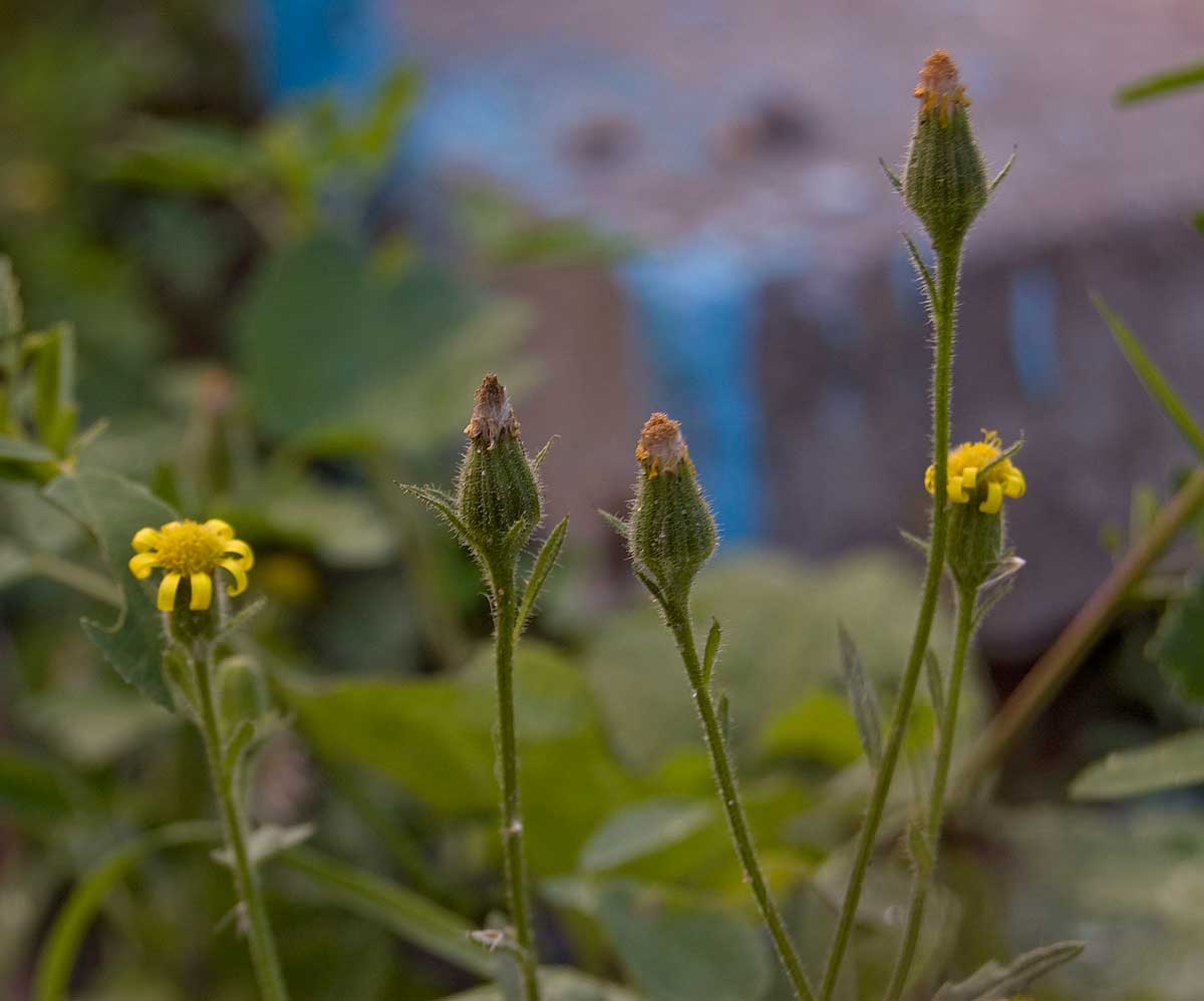 Изображение особи Senecio viscosus.