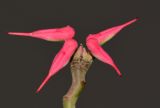 Euphorbia tithymaloides