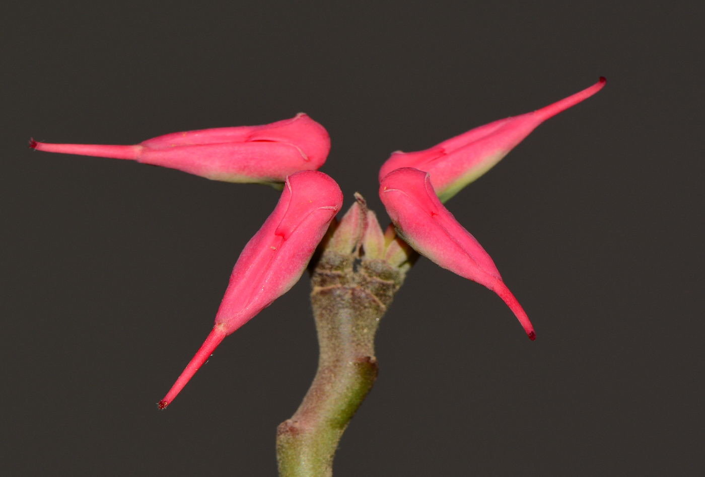 Image of Euphorbia tithymaloides specimen.